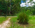 Round Green Grass Shrub In Suriname Nature Park Royalty Free Stock Photo