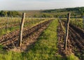 Landscape scenery with the wineyard, winery in Southern Moravia, Czech republic in Europe, typical landscape with wineyards and Royalty Free Stock Photo