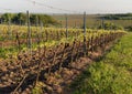 Landscape scenery with the wineyard, winery in Southern Moravia, Czech republic in Europe, typical landscape with wineyards and Royalty Free Stock Photo