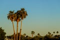 Scenic arizona plams palm tree silhouetted a against brilliant Arizona sunset Royalty Free Stock Photo