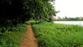 Landscape Scenic Beautiful lush green cover walking lane lake view in BTM or Madiwala