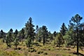 American Legion Post 86 Freedom Gathering Ride fund raiser in Northern Arizona, United States Royalty Free Stock Photo