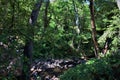 Landscape scenic view of Bell Trail, No. 13 at Wet Beaver Wilderness, Coconino National Forest, Arizona, United States