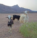 Barren desert landscape in hot climate with sheep