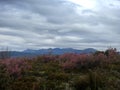 Landscape of scrubland between cistus and heather colors