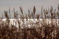 Landscape of sea and long yellow grass and a beach Royalty Free Stock Photo