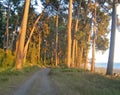 Landscape with sea view and pine trees on the shore. Pitsunda, A