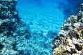 Landscape of the seabed with coral