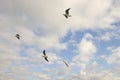 Landscape of a seagull bird against the background of a blue sky with clouds Royalty Free Stock Photo