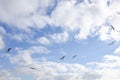 Landscape of a seagull bird against the background of a blue sky with clouds Royalty Free Stock Photo