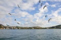 Landscape of a seagull bird against the background of a blue sky with clouds Royalty Free Stock Photo