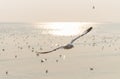 Landscape,Seagulls are flying Above the a flock of bird on sky at the sea at sunset