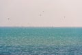 Landscape. Seagulls over the water in the Ebro Delta, Tarragona, Catalunya, Spain. Copy space for text.