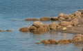 Landscape of the seashore in the pacific rim national park in Vancouver island  BC Royalty Free Stock Photo