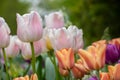 Landscape selected focus image of a field of colorful tulips