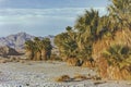 Landscape of Seventeen Palms Oasis in the Anza Borrego Desert Park in 1990 Royalty Free Stock Photo