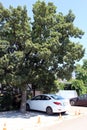 A white car stands under a tree. Hot sunny day.