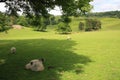 Landscape with sheep Royalty Free Stock Photo