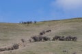 Landscape of sheep farm in southland new zealand Royalty Free Stock Photo