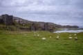 Landscape of sheep grazing in the field with Dunlough Castle in the background Royalty Free Stock Photo