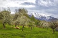 sheep grazing green grass under flowering trees in the mountains with snow-capped hills Royalty Free Stock Photo