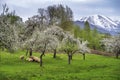 sheep grazing green grass under flowering trees in the mountains with snow-capped hills Royalty Free Stock Photo