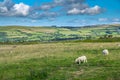 Landscape with sheep grazing in the meadows of the northern coast of Devonshire