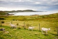Landscape with sheep, Scotland Royalty Free Stock Photo