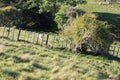 Hills, Meadows, and bush on a New Zealand Sheep Farm Royalty Free Stock Photo