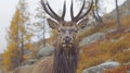 A landscape with shelf deer in a clearing in the forest, conveying the beauty and calm of wildl