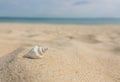 Landscape with shells on tropical beach. Close up sea shell on sandy seaside. Summer background Royalty Free Stock Photo