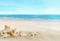 Landscape with shells on tropical beach Royalty Free Stock Photo