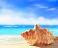 Landscape with shells on tropical beach. Summer concept