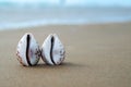 Landscape with shells on tropical beach. Travel and tourism concept. Copy Space
