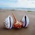 Landscape with shells on tropical beach. Travel and tourism concept