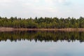 Landscape of the shore of a forest lake with a reflection of pine forest in the water Royalty Free Stock Photo