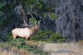 Landscape shot of bull elk bugling Royalty Free Stock Photo