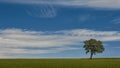 Landscape shot of a calm green field with a lonely tree under the blue sky. Perfect for wallpaper Royalty Free Stock Photo