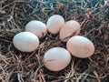 chicken eggs in straw ready to be incubated Royalty Free Stock Photo