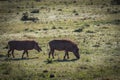 Landscape shot of common warthogs in South Africa Royalty Free Stock Photo