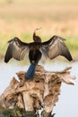 Landscape shot of darter by river