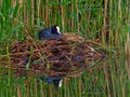 Landscape shot of a Euraisan coot Royalty Free Stock Photo