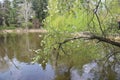 Landscape shot with fresh green grass, a small pond, surrounded by green trees, in a beautiful park Royalty Free Stock Photo