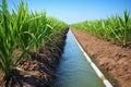 landscape shot of furrow irrigation in a sugarcane field