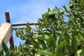 Landscape shot of a green citrus fruit, green leaves with a sunny clear blue sky Royalty Free Stock Photo