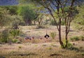 Landscape shot of Kenya with grazing family of ostriches