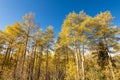 Landscape shot looking up towards the tops of a thicket of aspen trees in autumn Royalty Free Stock Photo