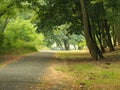 Landscape shot of pathway of trees during daytime