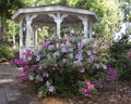 Purple and Pink Autumn TwistÃ¢âÂ¢ EncoreÃÂ® Azalea Blooms in Landscape