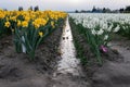 A landscape shot of rows of white and yellow narcissus / daffodil flowers on a muddy flower field at the Skagit Valley Tulip Royalty Free Stock Photo